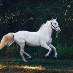 Tips For Taking Care Of a Pregnant Horse 