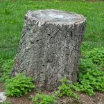 Dangers Of Tree & Stump Removal